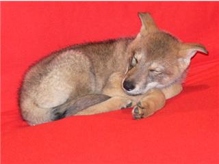 Publication : Canens Africae Auteur : Katleen Le Louarne