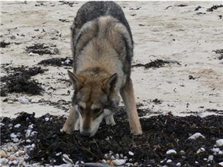 Publication : Canens Africae