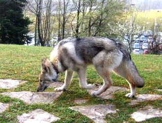 CH. Canens Africae Delsie dryade