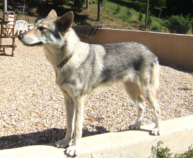 CH. Canens Africae Delsie dryade