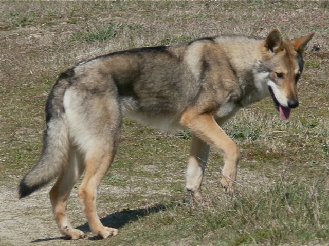 Publication : Canens Africae Auteur : Katleen Le Louarne