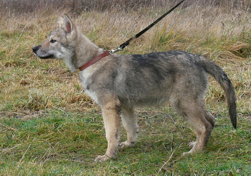 CH. Canens Africae Delsie dryade