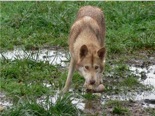 Publication : Canens Africae