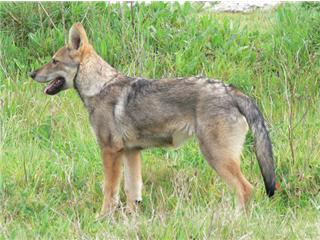 Publication : Canens Africae Auteur : Katleen Le Louarne