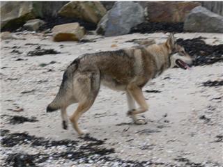 Publication : Canens Africae