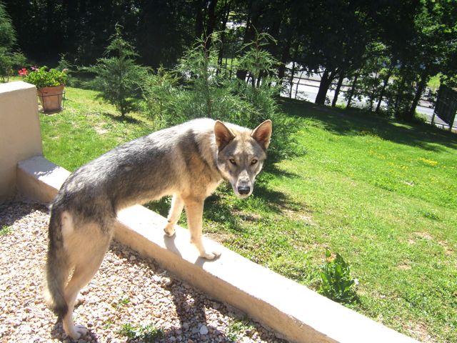 CH. Canens Africae Delsie dryade