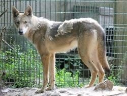 Publication : Canens Africae Auteur : Nicolas MARTIN