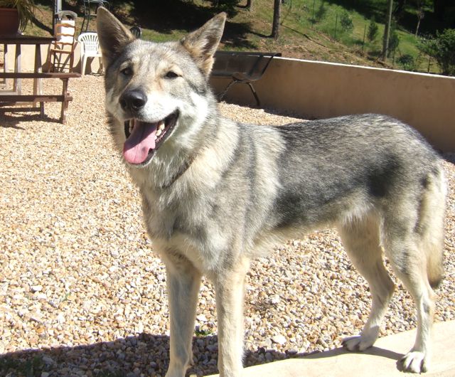 CH. Canens Africae Delsie dryade