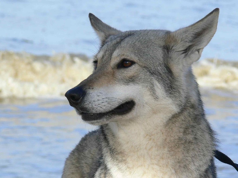 Publication : Canens Africae