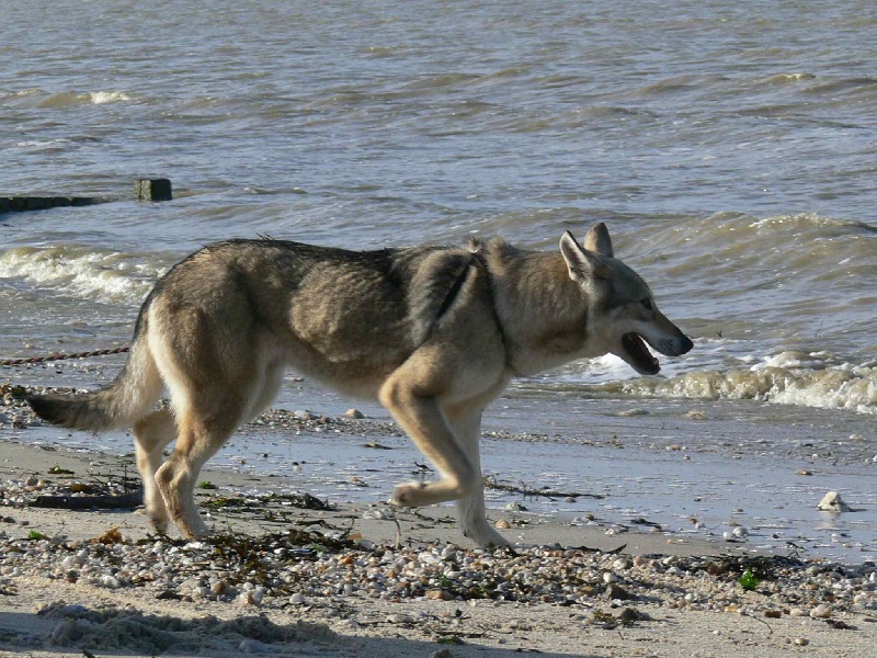 Publication : Canens Africae