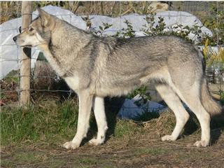 Publication : Canens Africae