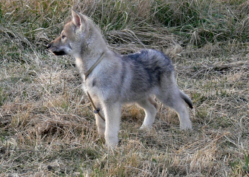 CH. Canens Africae Delsie dryade