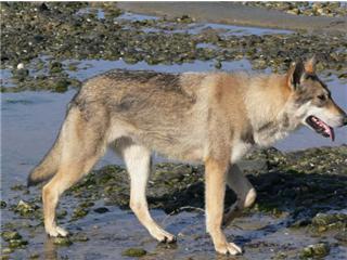 Publication : Canens Africae