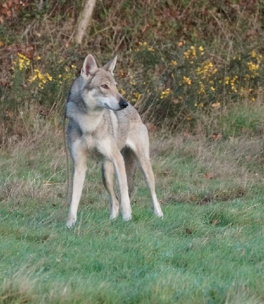 Publication : Canens Africae Auteur : Nicolas MARTIN