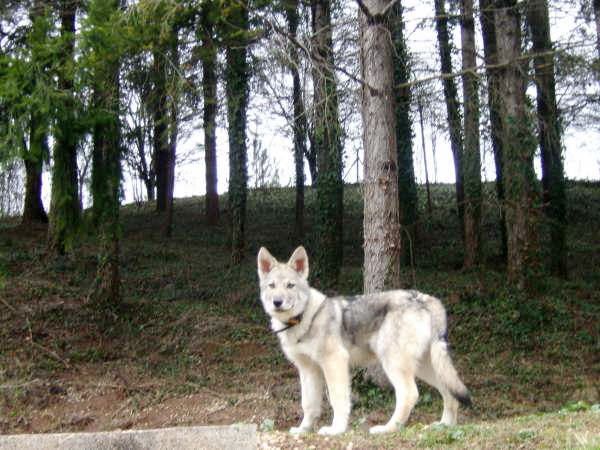 CH. Canens Africae Delsie dryade