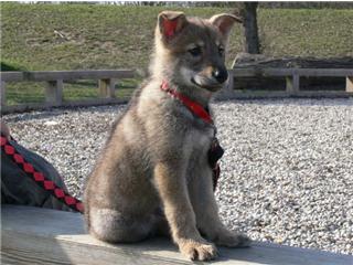 Publication : Canens Africae Auteur : Katleen Le Louarne