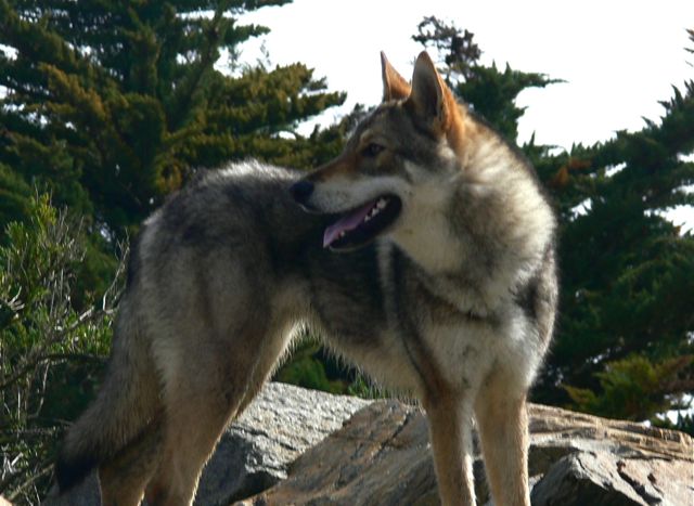 Publication : Canens Africae Auteur : Katleen Le Louarne