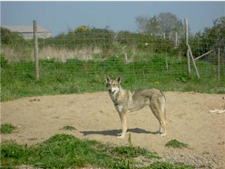 Publication : Canens Africae