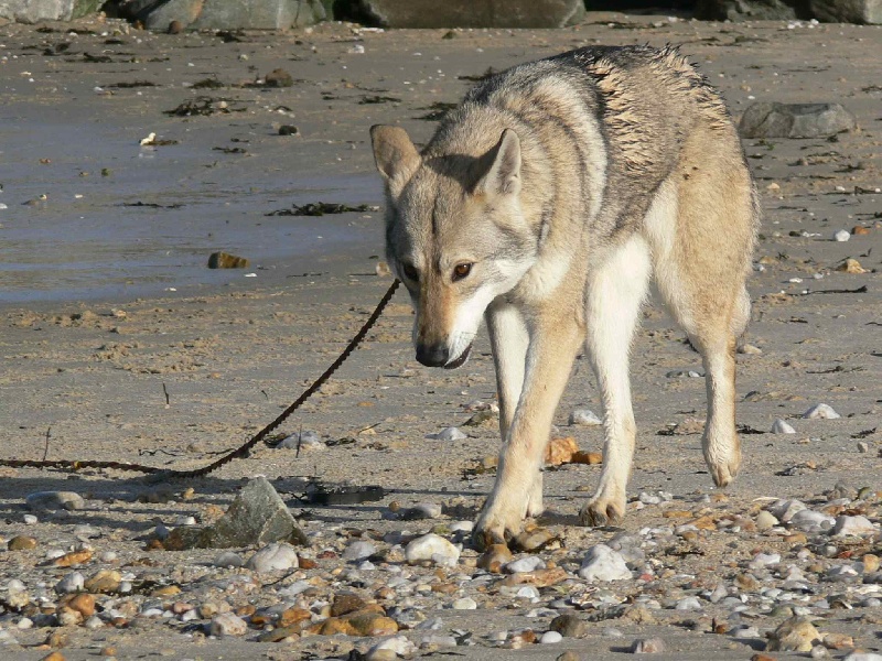 Publication : Canens Africae