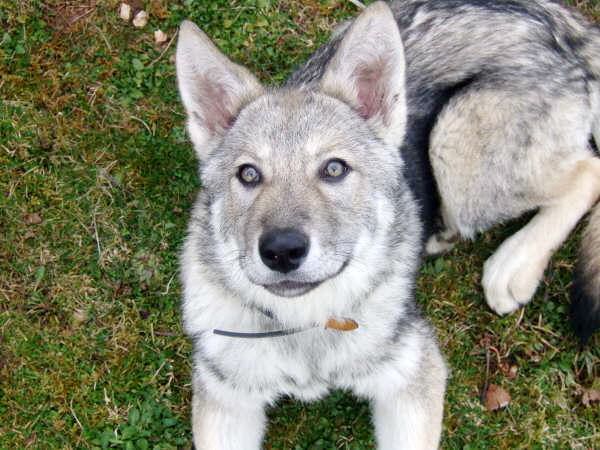 CH. Canens Africae Delsie dryade