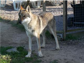 Publication : Canens Africae