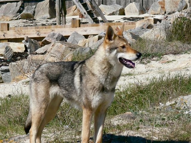 Publication : Canens Africae Auteur : Katleen Le Louarne