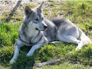 Publication : Canens Africae