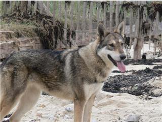 Publication : Canens Africae