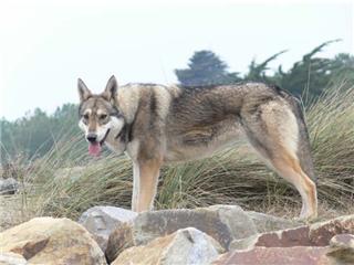 Publication : Canens Africae