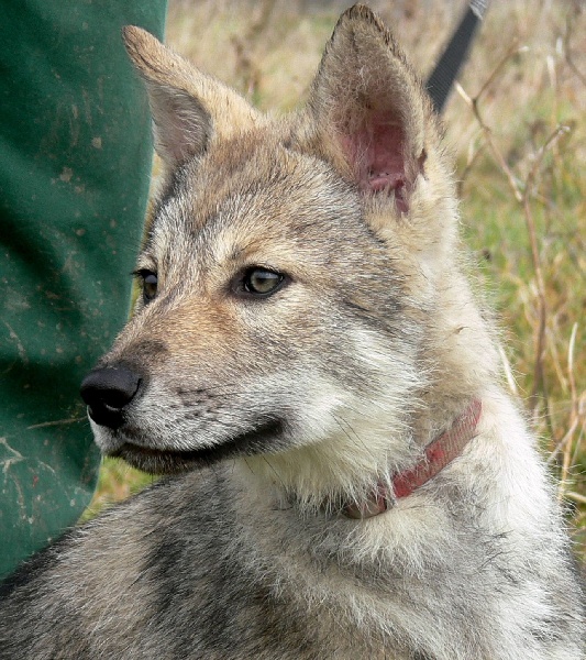 CH. Canens Africae Delsie dryade