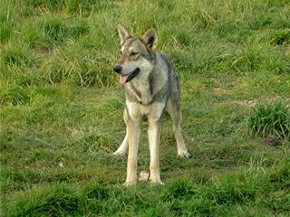 Publication : Canens Africae