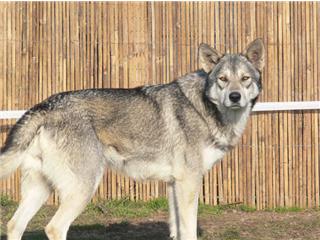 Publication : Canens Africae