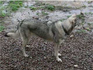 Publication : Canens Africae