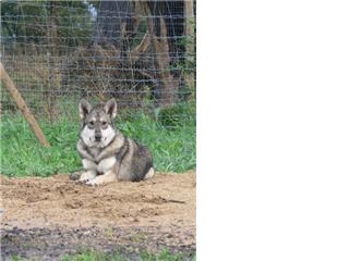 Publication : Canens Africae