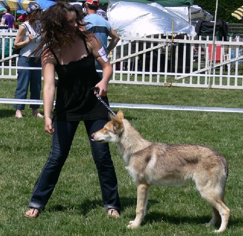 CH. Canens Africae E'kumaï