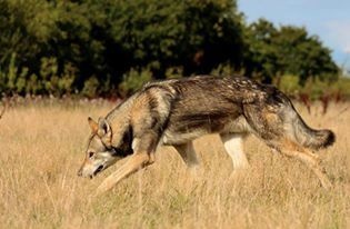 Publication : Canens Africae Auteur : Katleen Le Louarne