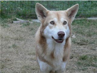 Publication : Canens Africae