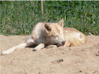 Publication : Canens Africae