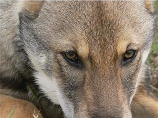 Publication : Canens Africae Auteur : Katleen Le Louarne