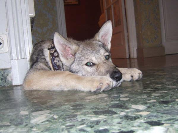 CH. Canens Africae Delsie dryade