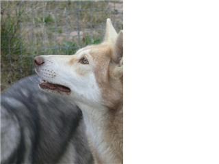 Publication : Canens Africae