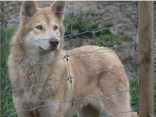 Publication : Canens Africae