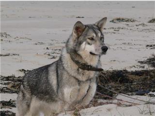 Publication : Canens Africae