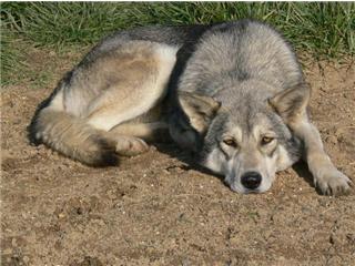 Publication : Canens Africae