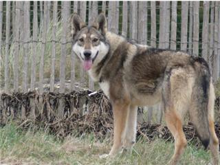 Publication : Canens Africae