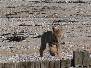 Publication : Canens Africae Auteur : Katleen Le Louarne