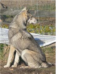 Publication : Canens Africae