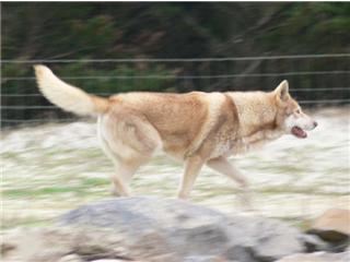 Publication : Canens Africae