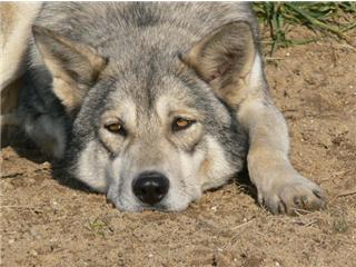 Publication : Canens Africae