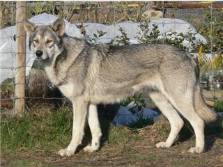 Publication : Canens Africae